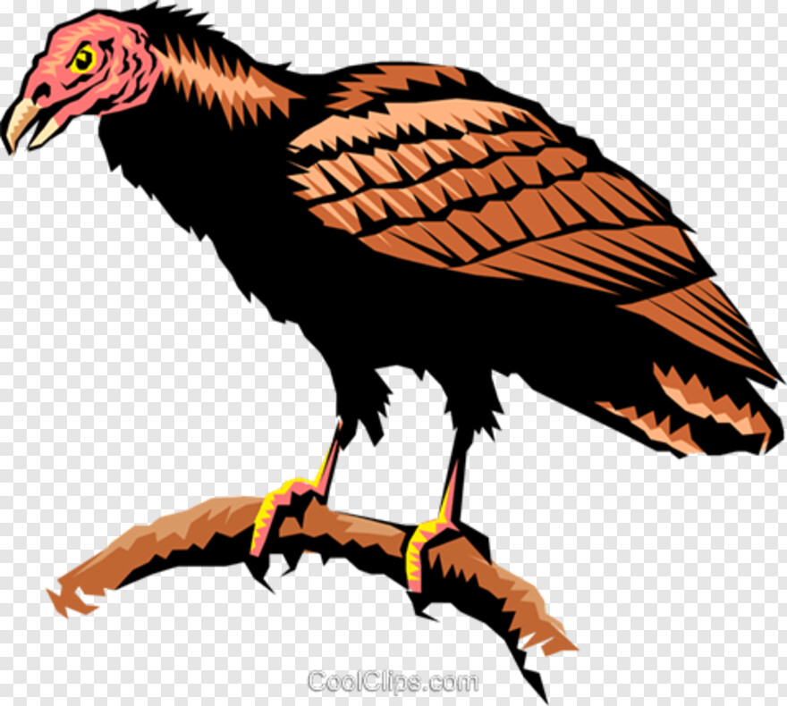 vulture # 479363