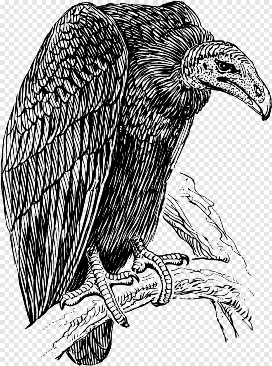 vulture # 360717