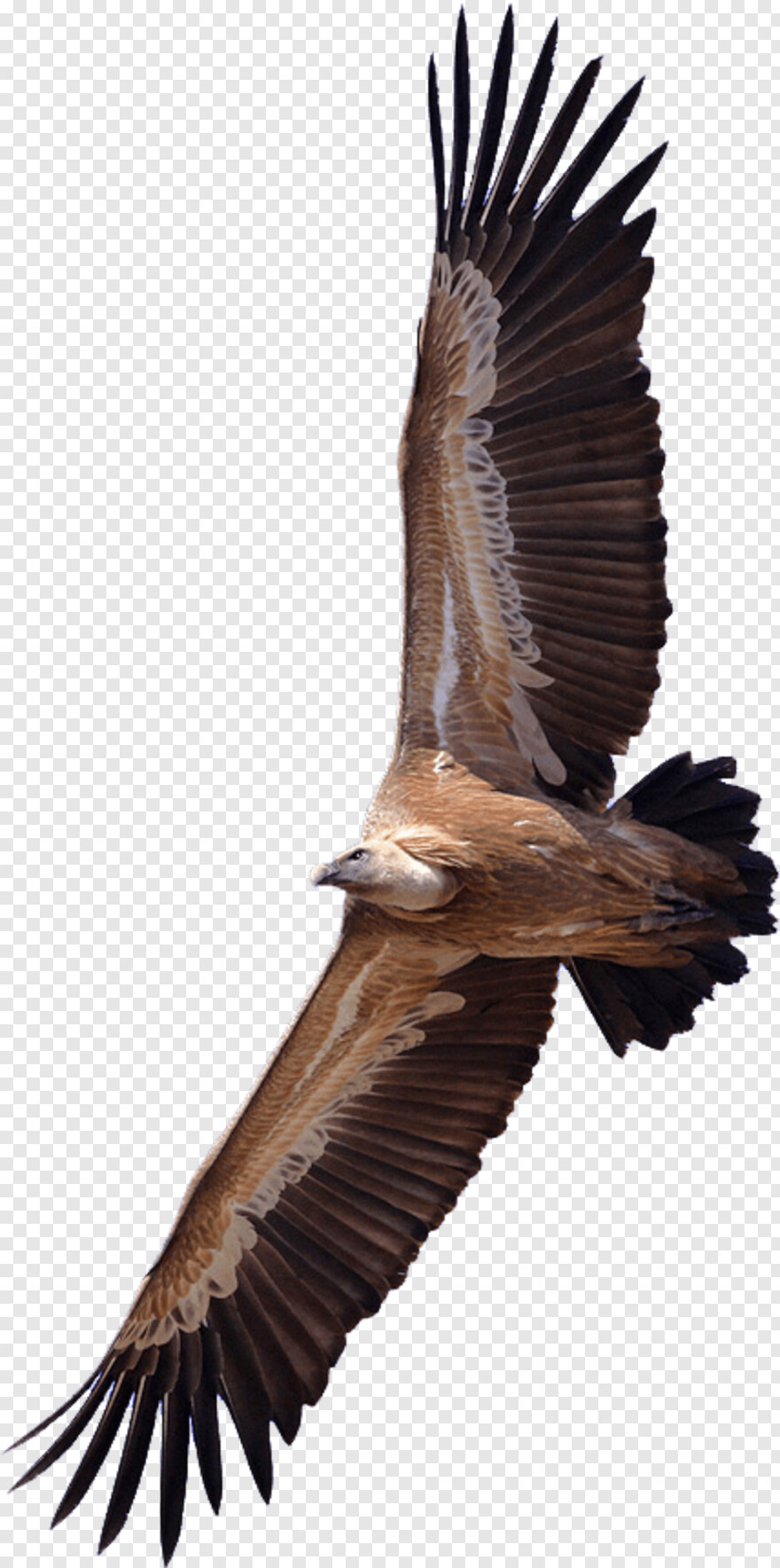 vulture # 593204