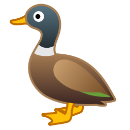 american-black-duck # 35053