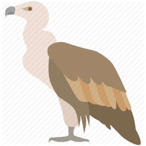 vulture # 239262