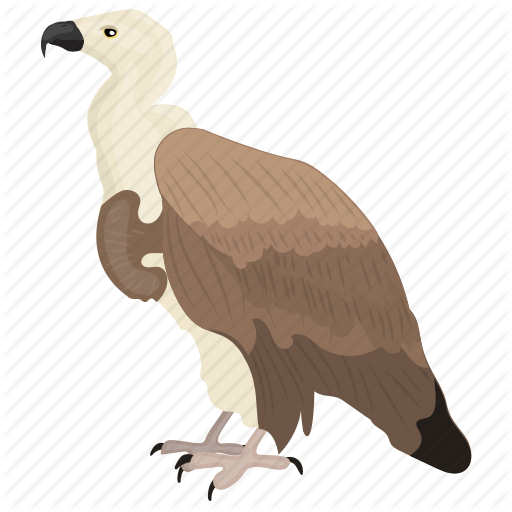 vulture # 244634